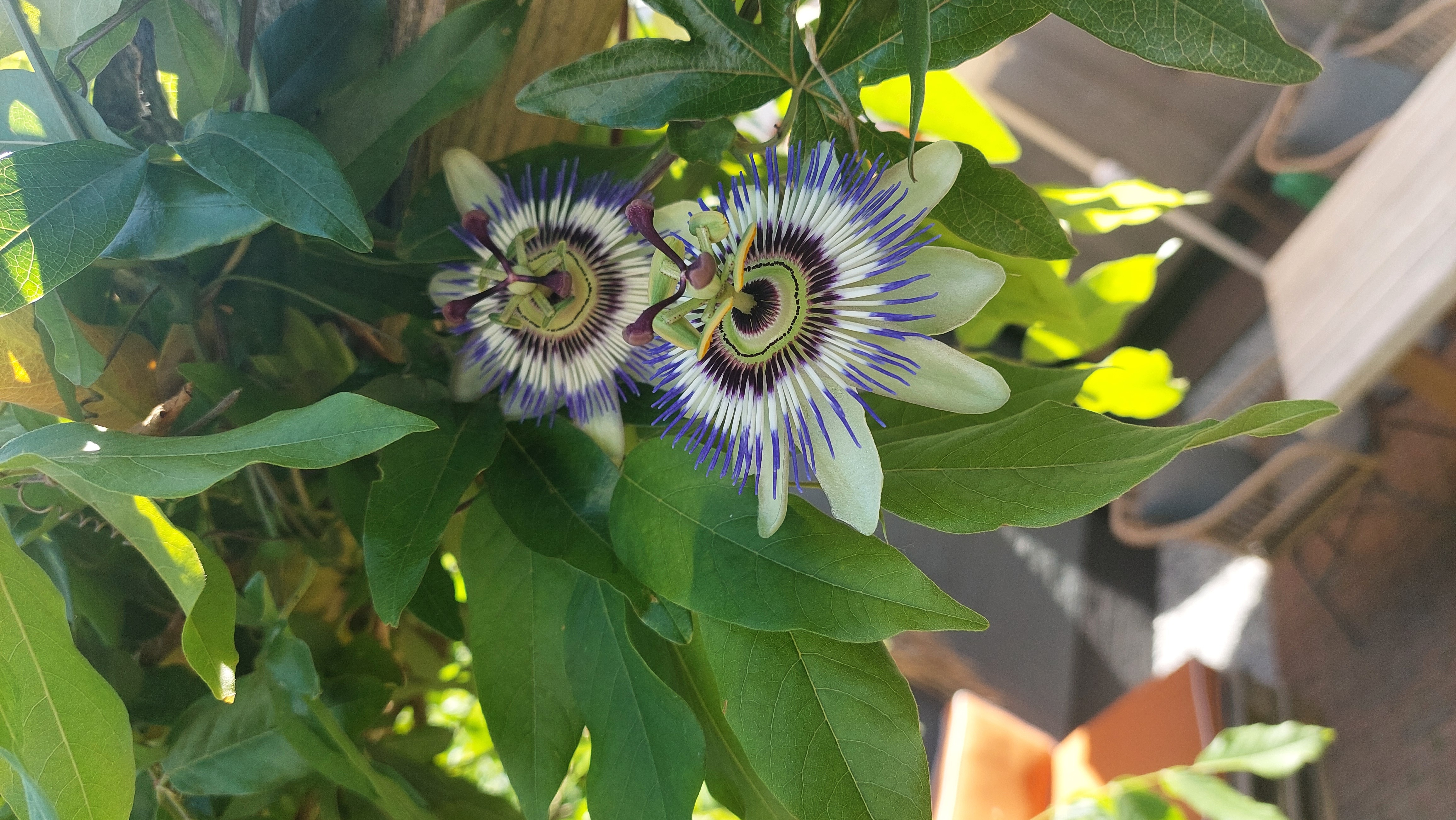 Passiebloem